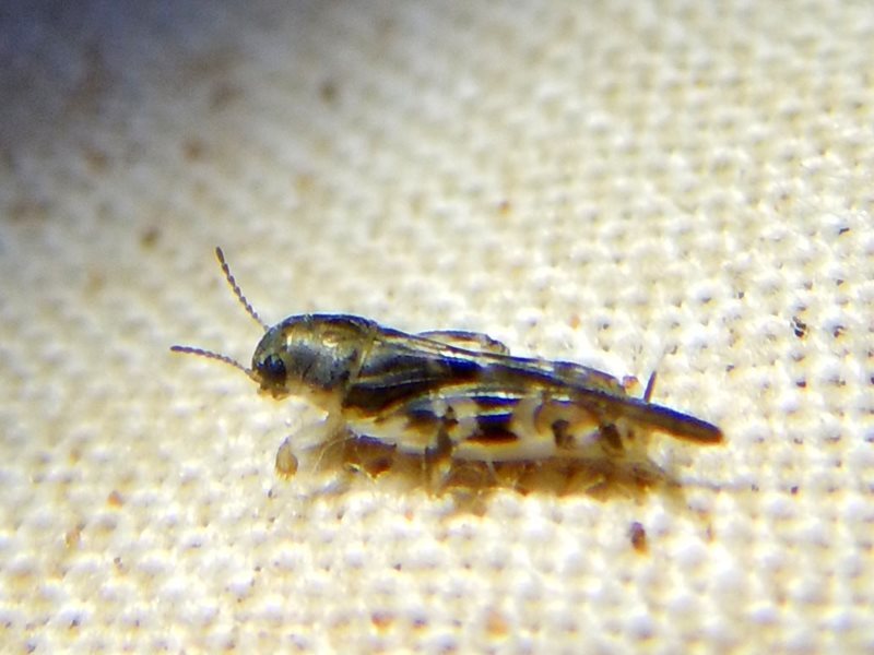 Tridactylus