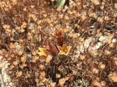 Aphyllon franciscanum