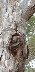 Platycercus elegans adelaidae