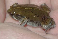 Hypopachus variolosus