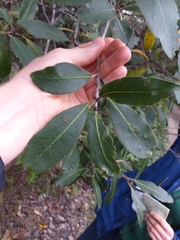 Pittosporum huttonianum