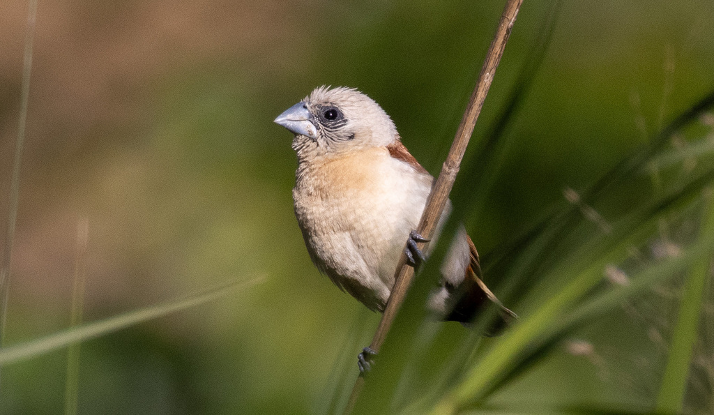 Yellow-Rumped Munia