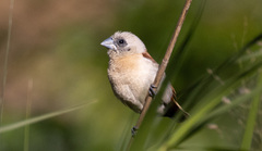Yellow-Rumped Munia photo 1