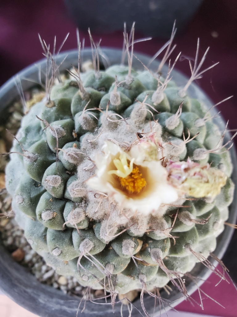 Strombocactus disciformis disciformis in June 2024 by German Cuali ...