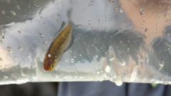 Rhadinocentrus ornatus