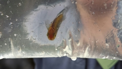 Rhadinocentrus ornatus