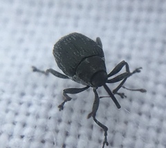 Ceutorhynchini