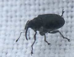 Ceutorhynchini