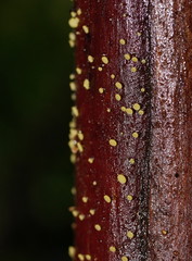 Lachnum pteridophyllum