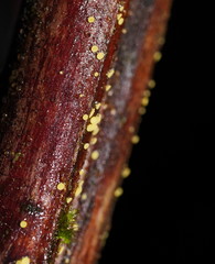 Lachnum pteridophyllum