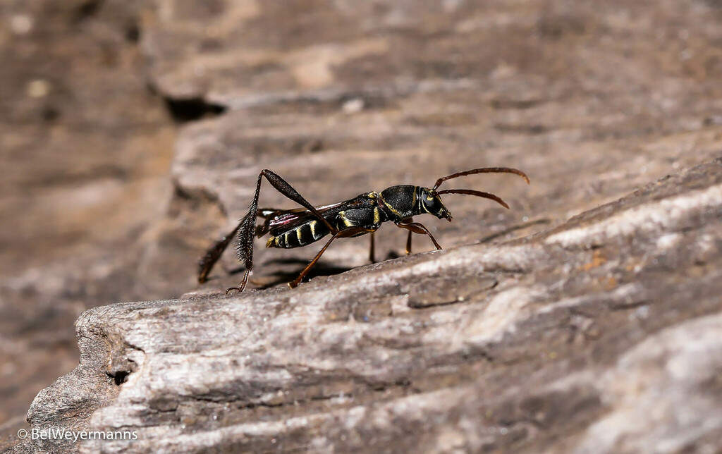 Phespia