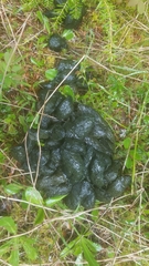 Ursus americanus cinnamomum