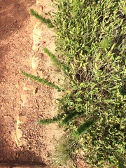 Asparagus stipulaceus