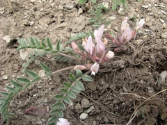 Astragalus testiculatus