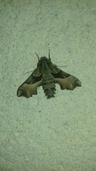 Proserpinus proserpina