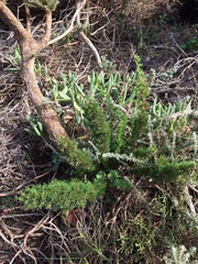 Asparagus stipulaceus