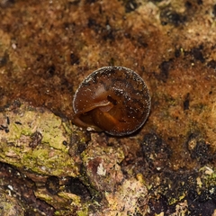 Vespericola eritrichius