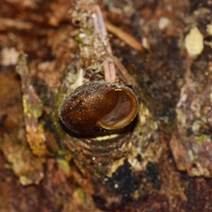 Vespericola eritrichius