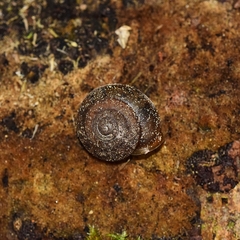 Vespericola eritrichius