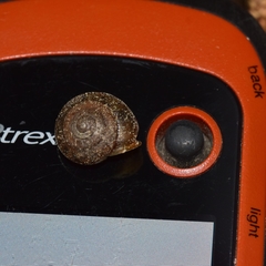 Vespericola eritrichius