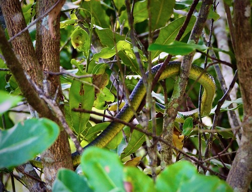 Common Tree Snake sighting
