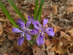 Iris rossii