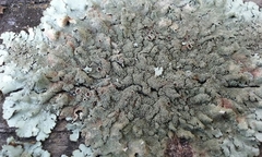 Xanthoparmelia scabrosa