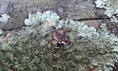 Xanthoparmelia scabrosa