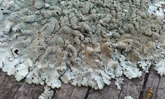 Xanthoparmelia scabrosa