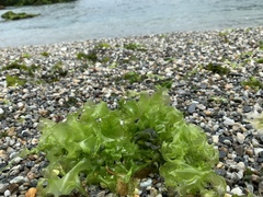 Ulva californica