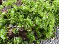 Ulva californica