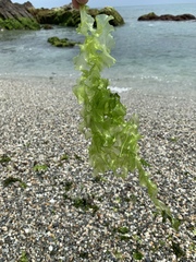 Ulva californica