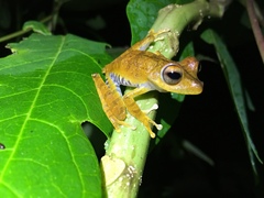 Boana calcarata