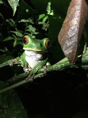 Phyllomedusa tarsius