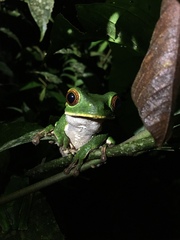 Phyllomedusa tarsius