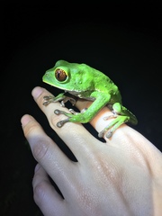 Phyllomedusa tarsius