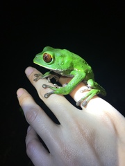 Phyllomedusa tarsius