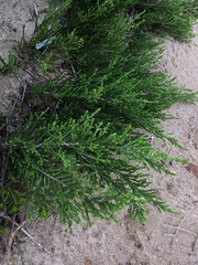 Passerina paleacea