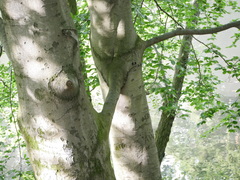 Fagus sylvatica