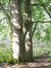 Fagus sylvatica