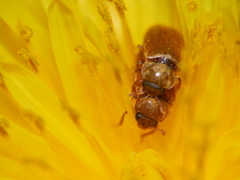 Coleoptera