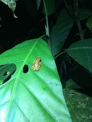 Dendropsophus sarayacuensis