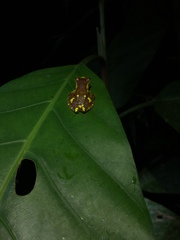 Dendropsophus sarayacuensis