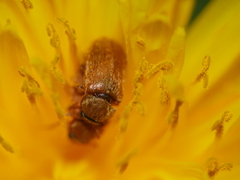 Coleoptera