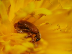 Coleoptera