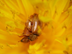 Coleoptera