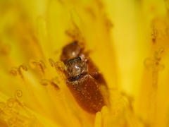 Coleoptera