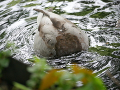 Anas platyrhynchos