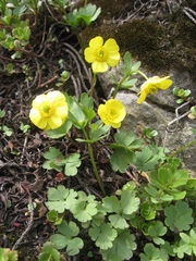 Ranunculus polyrhizos