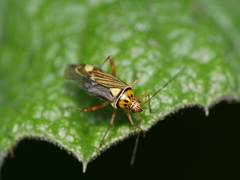 Rhabdomiris striatellus
